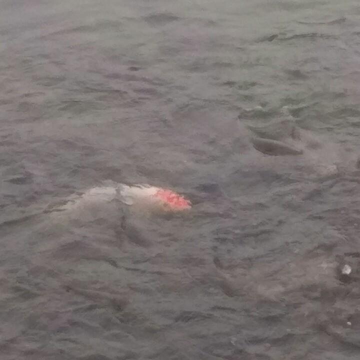 白加黑