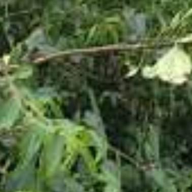 🌾🌾俺是农村的～袁姐🌾🌾