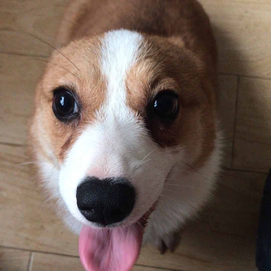 阳台养狗