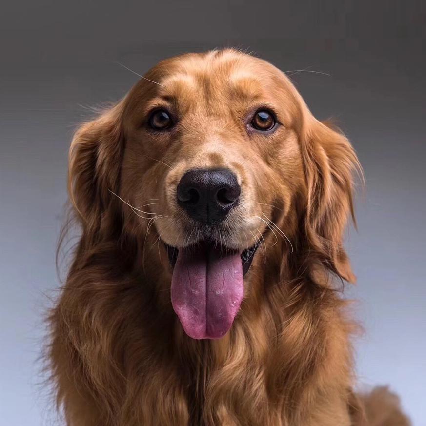 贝贝麦子🐶