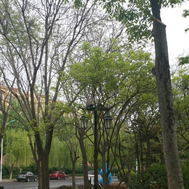 青岛自留地