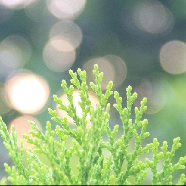 风扬起的思念