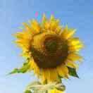 燕子🌻