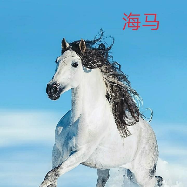 海马