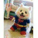 菠萝爱吃咕噜肉