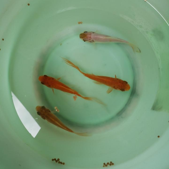 随风
