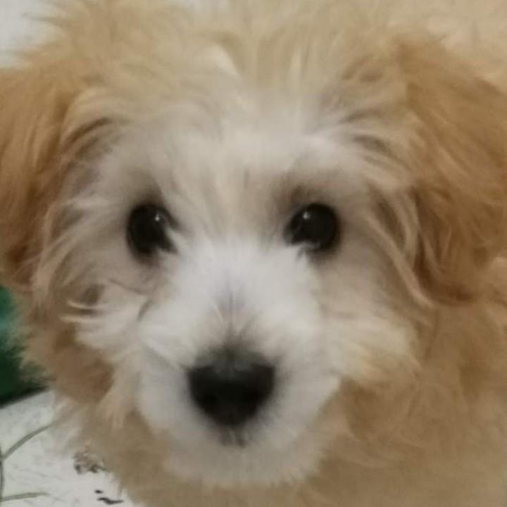 陈小妖