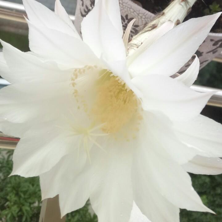 初心
