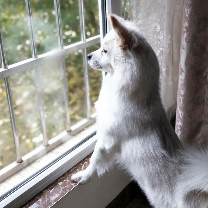 小霸王可猪