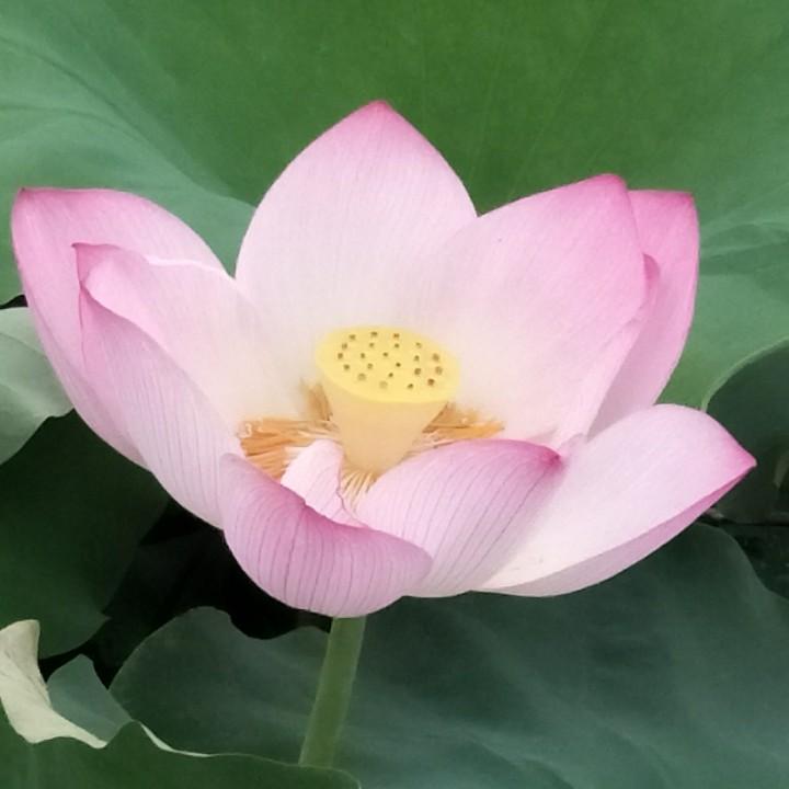 心愿