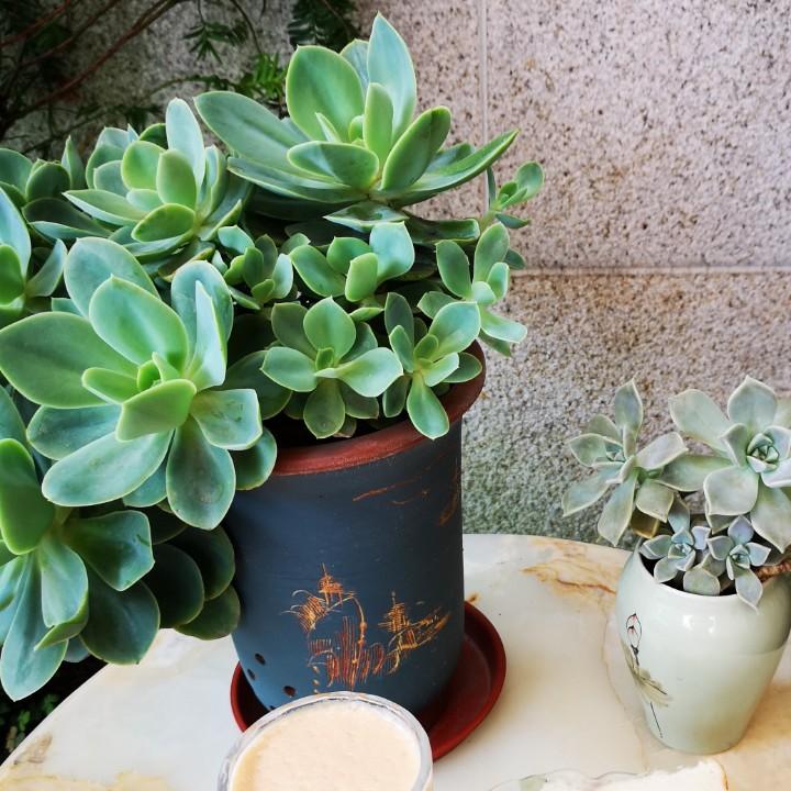 无名小草