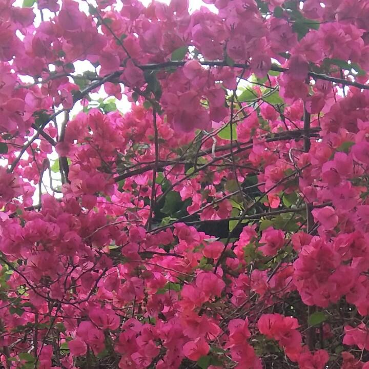 黄昏～