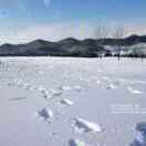 踏雪(荷)