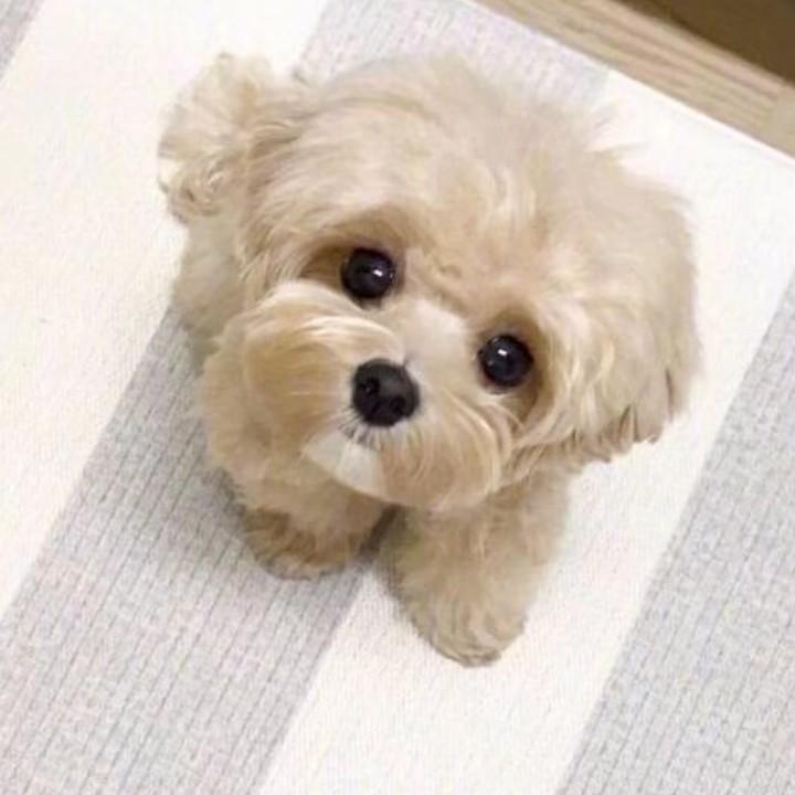 蓬蓬蓬的自来卷