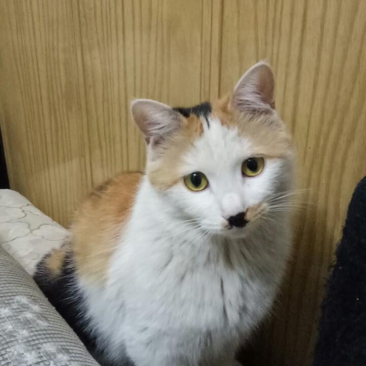 花∠※