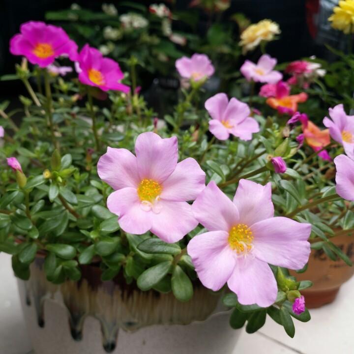 芳子