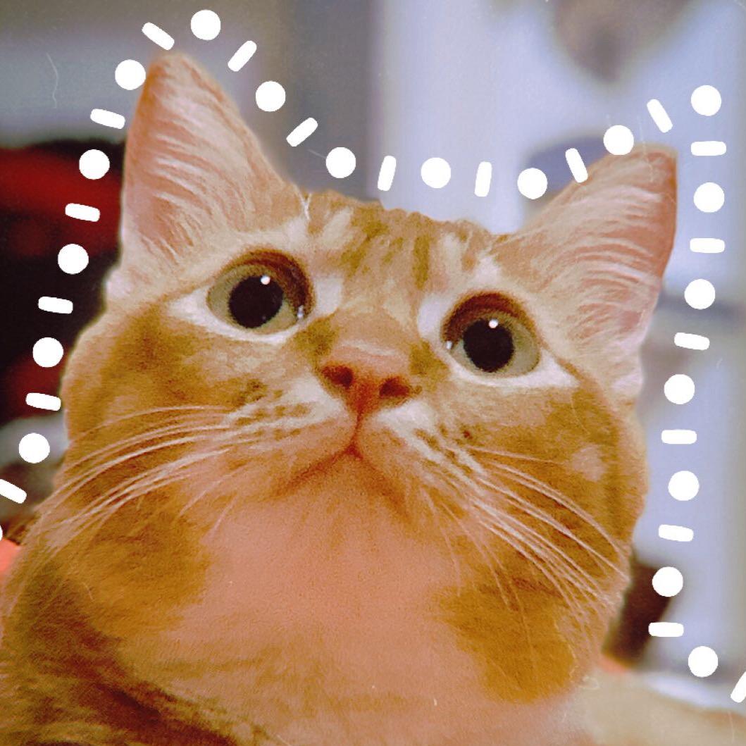 那只猪等等我