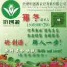 黔支蔬