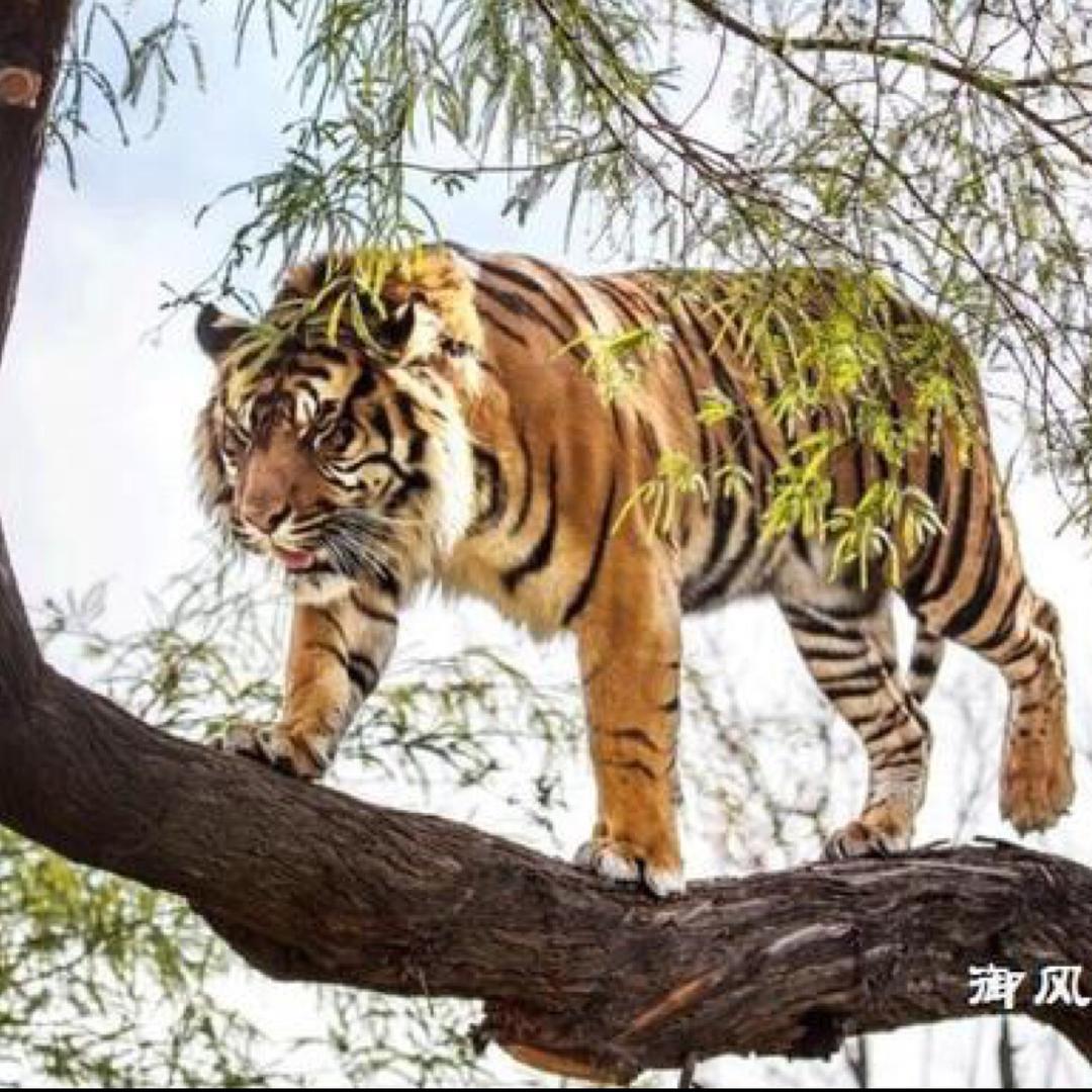 河磨玉回血玩家