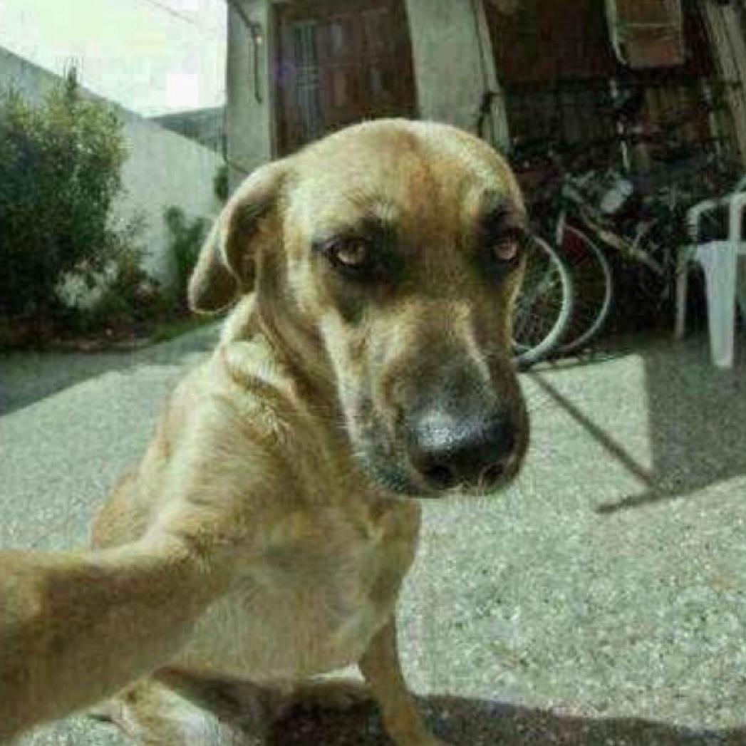 不爱修车