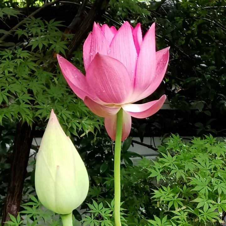 那年花开月更圆