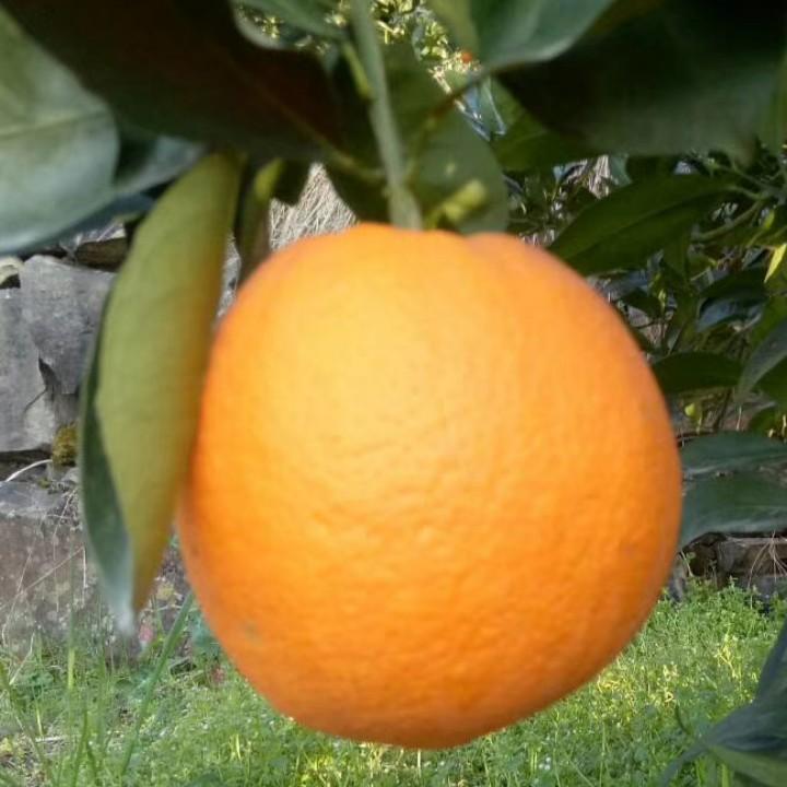 秭归四季鲜橙供应链