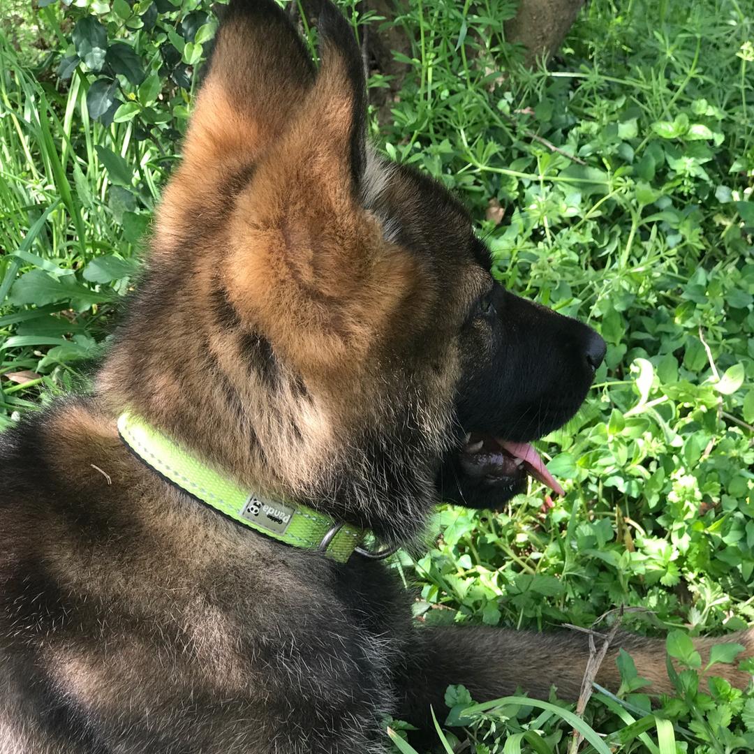 湘军训犬狼道