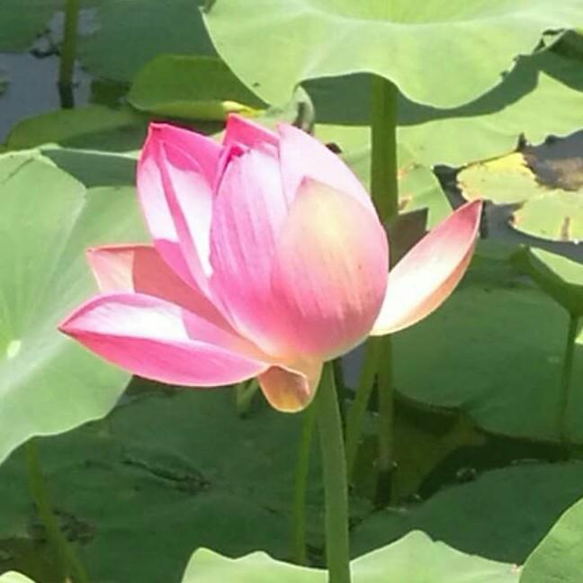 走天涯