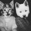 没有枕头睡觉💤 　 　 　　　 ༽