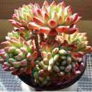 都江堰市远山园艺场（奇趣多肉）