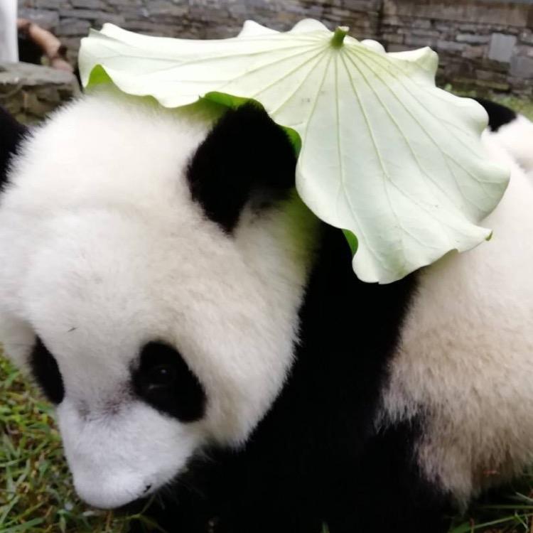 🐼