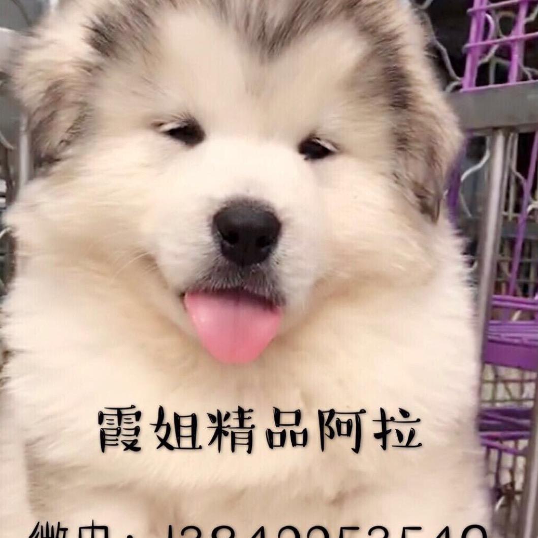 霞姐精品阿拉狗场