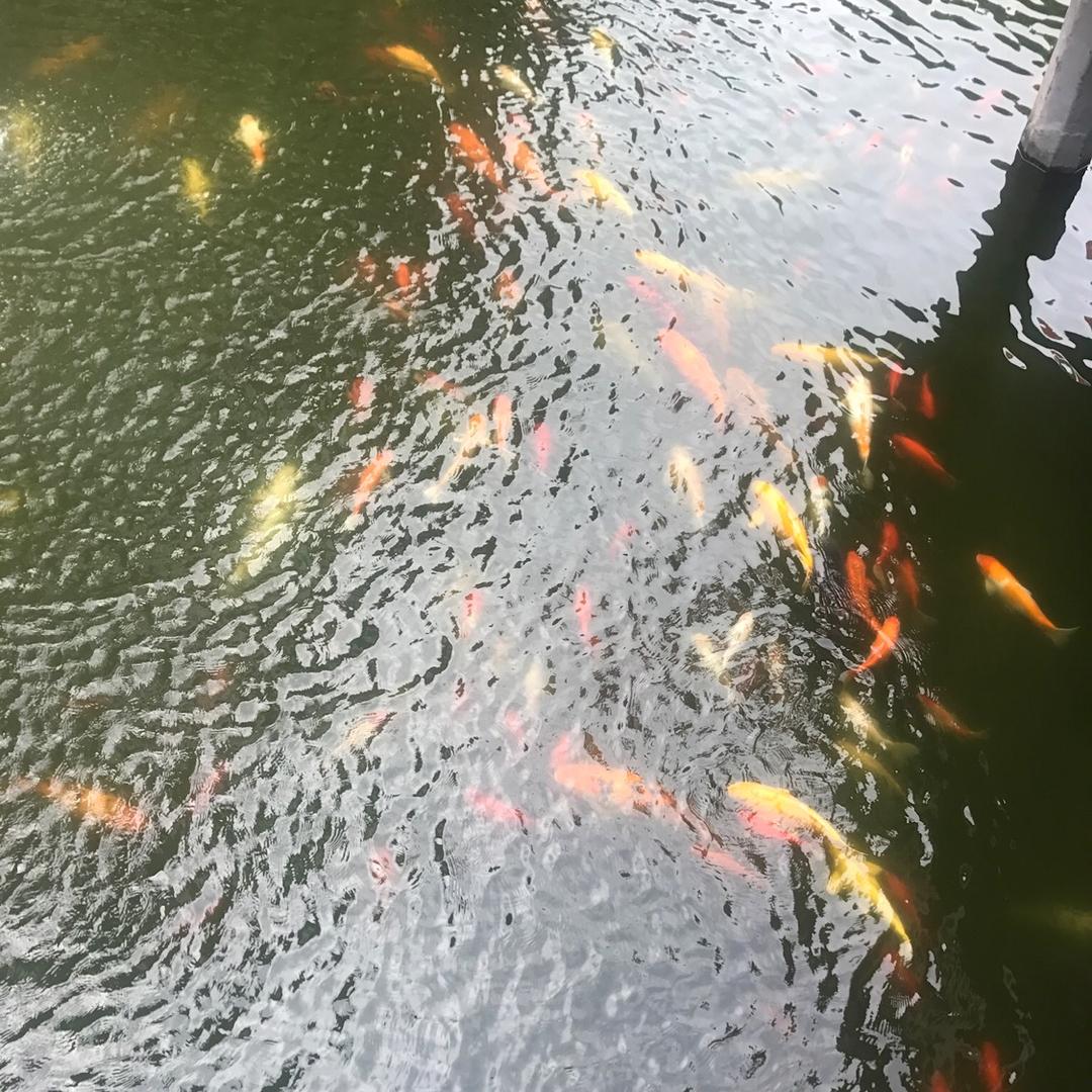 龙