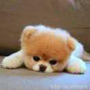 ༺༃梦༒魇༃༻