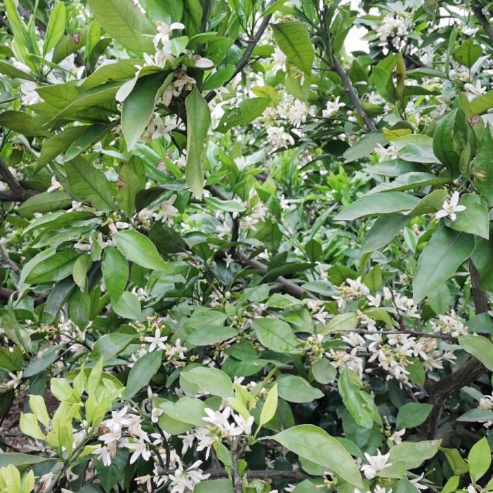 @马焗长在农村
