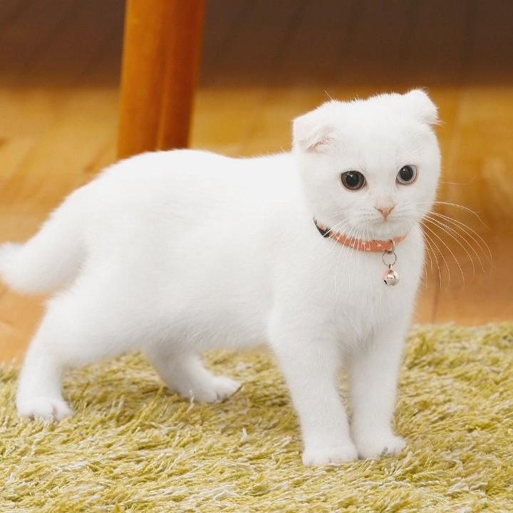 简仙