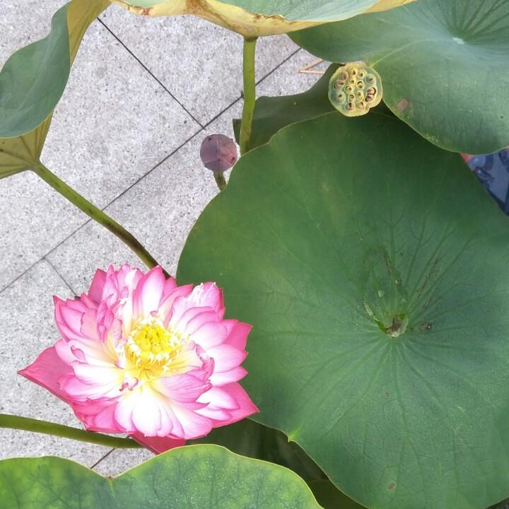 张建(安吉安辰园林有限公司)