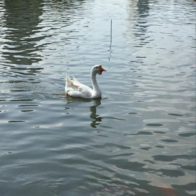 彩虹姐