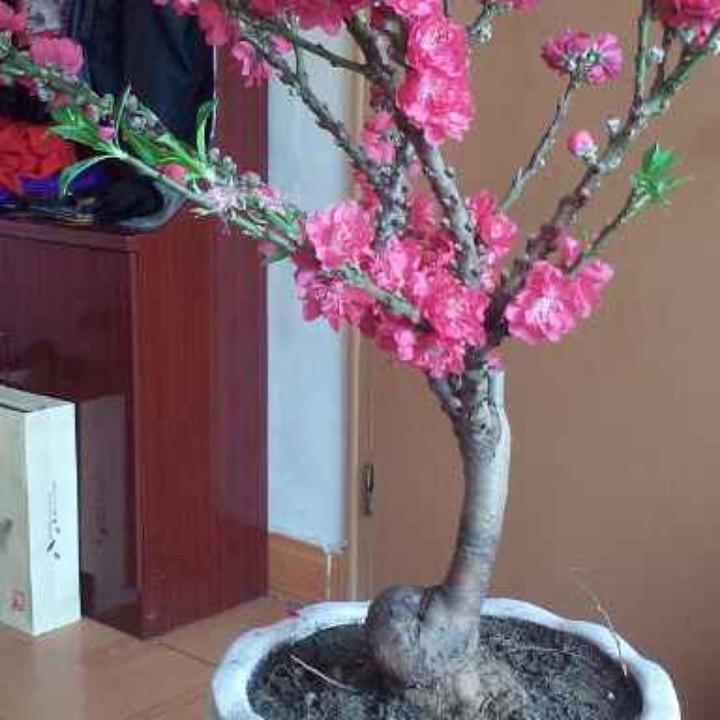 平安是福用户5853362367961平