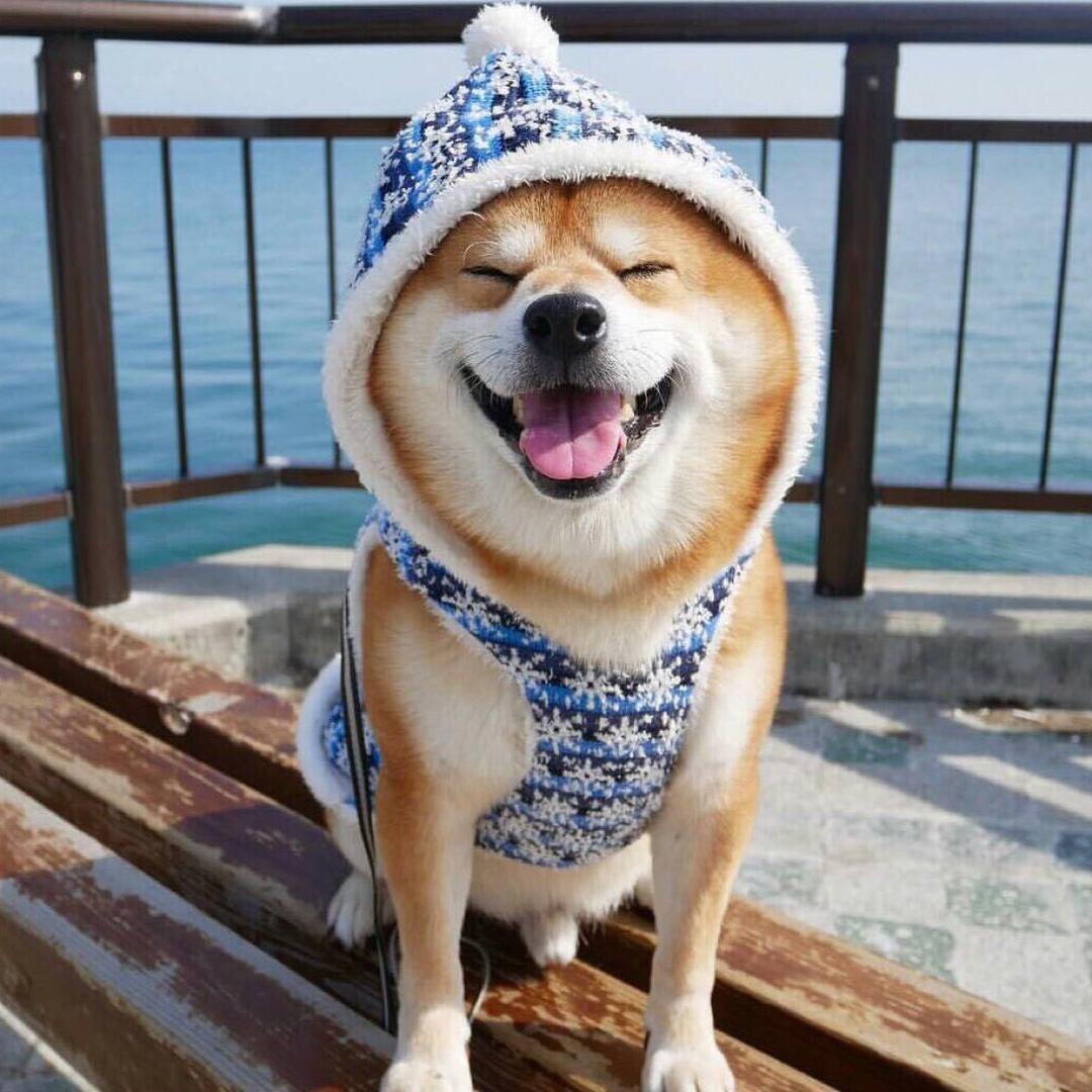 🐶。陈先森