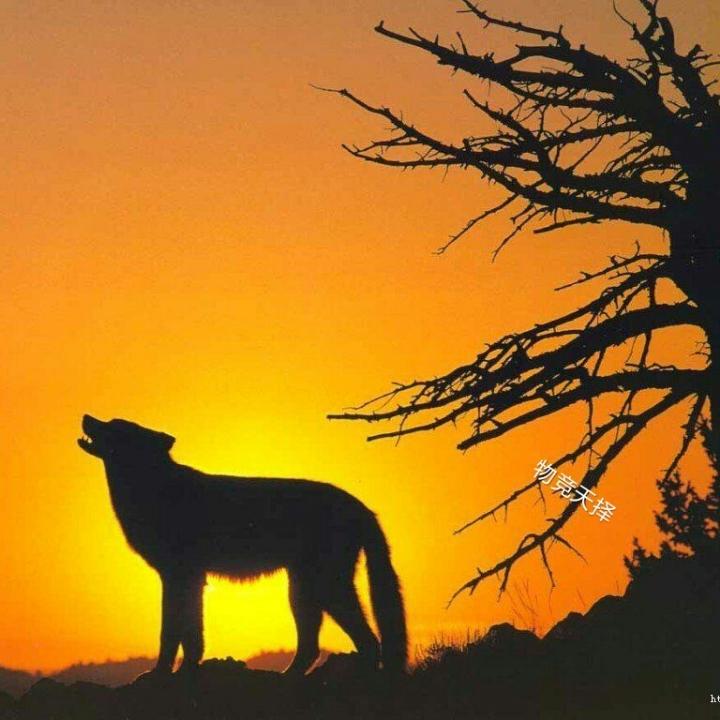 野狼 ᠰᠢᠶᠠᠩ ᠫᠢᠩ ᠵᠦ᠋