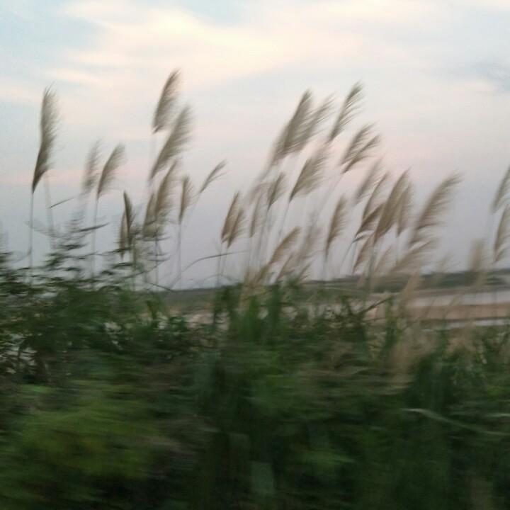 琴琴