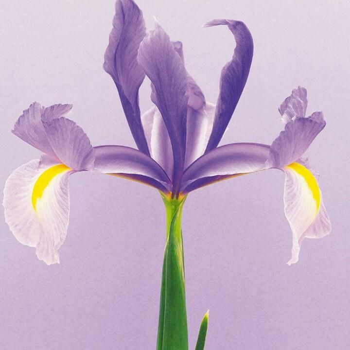小树林