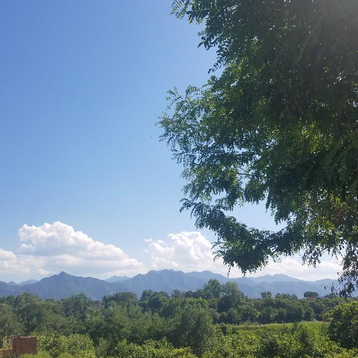 三叶草