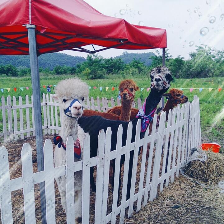 宝丁