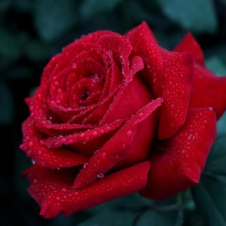 玲