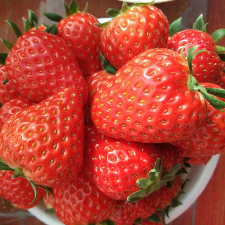 小孟草莓种植户