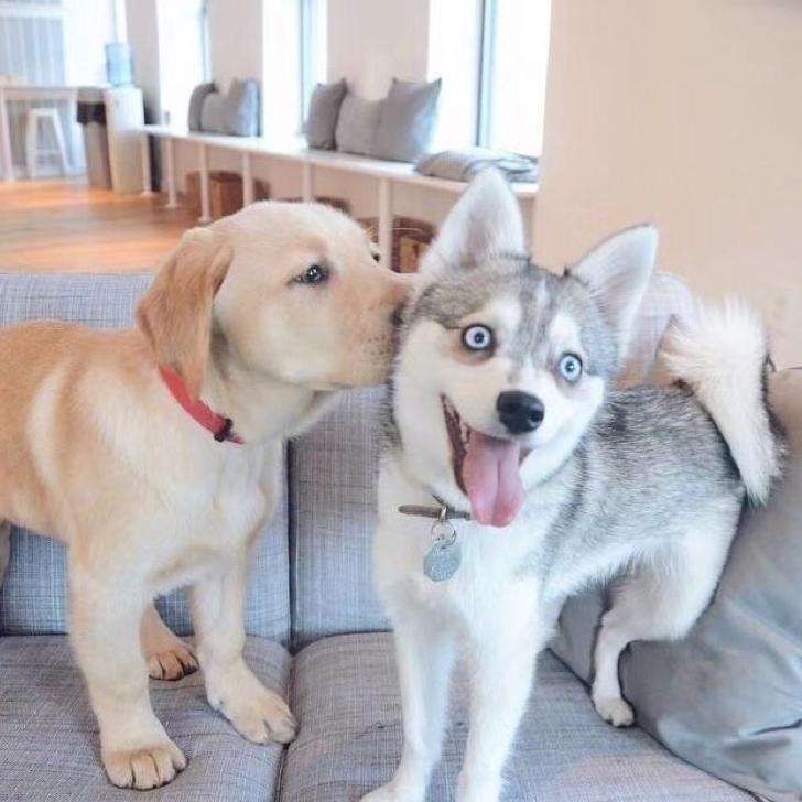 望家全案_黄志航