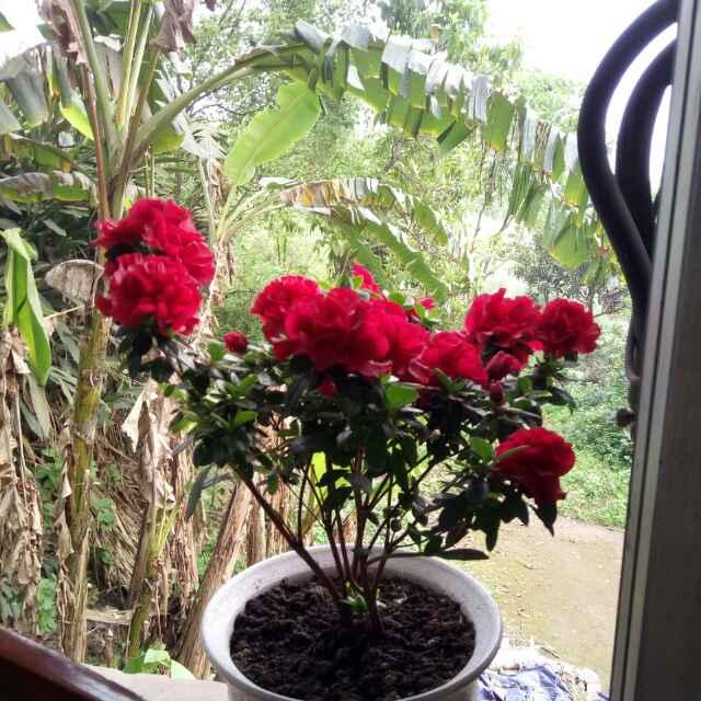 放肆的爱💐💐💐