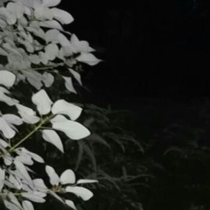 王二哥